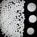 Sago Seeds (SAGO DANA INDIA )