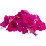 Balsamina Edible Flowers