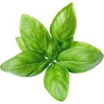 Basil