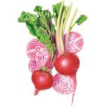 Beetroot Chioggia
