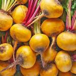 Beetroot Yellow Netherlands