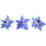 Borage Flowers