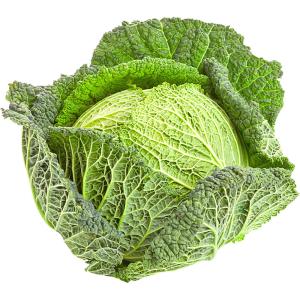 Cabbage Savoy Holland