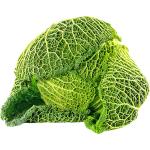 Cabbage Savoy Holland