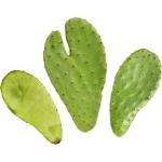 Cactus Prickly | Nopal