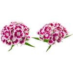 Dianthus Flower
