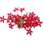 Egyptian Star Edible Flowers