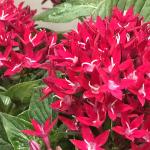 Egyptian Star Edible Flowers