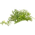 Kitsune Leaf – Specialty Greens