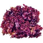 Lettuce Lollo Rosso