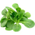 Lettuce Mache