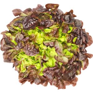 Lettuce Oak Leave