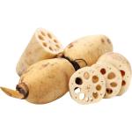 Lotus Root