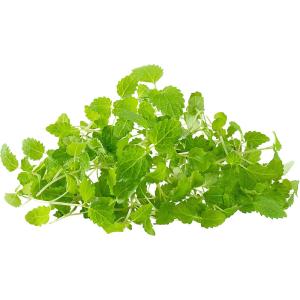 Melissa – Microgreen Cut