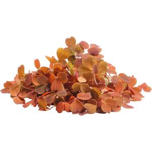 Oxalis Yellow Leaf – Specialty Greens