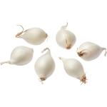 Pearl Onion USA
