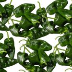 Poblano Peppers