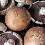 Portobello Mushroom