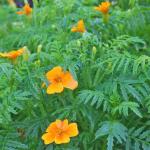Tagetes Leaf – Specialty Greens