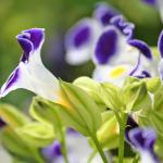 Torenia Edible Flowers
