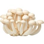 White Shimeji Mushroom