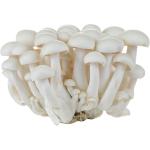 White Shimeji Mushroom