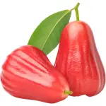 Rose Apple Red