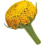 Buzz Buttons Flowers