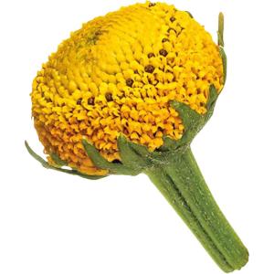 Buzz Buttons Flowers