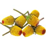 Buzz Buttons Flowers