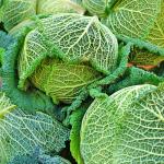 Cabbage Savoy Holland