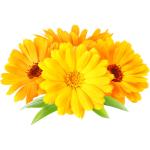 Calendula Edible Flowers