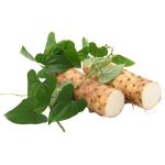 Chinese Yam