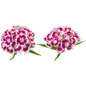 Dianthus Flower