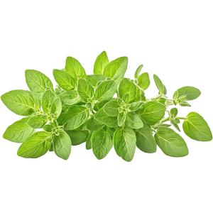 Fresh Oregano Leaves