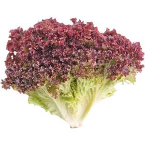 Lettuce Lollo Rosso Sanitized