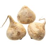 Mexican Turnip | Jicama