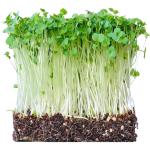 Micro Broccoli
