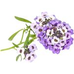 Sweet Alyssum Purple Edible Flowers
