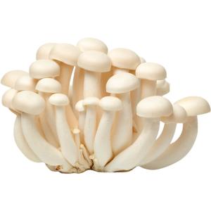 White Shimeji Mushroom